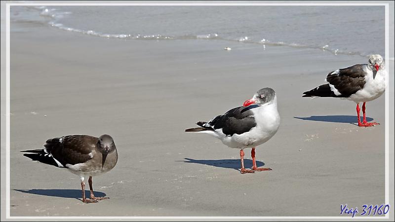 Goélands de Scoresby (juvéniles à trois stades différents), Dolphin Gull (Leucophaeus scoresbii) - Saunders Island - Falkland (Malvinas, Malouines) - Grande-Bretagne
