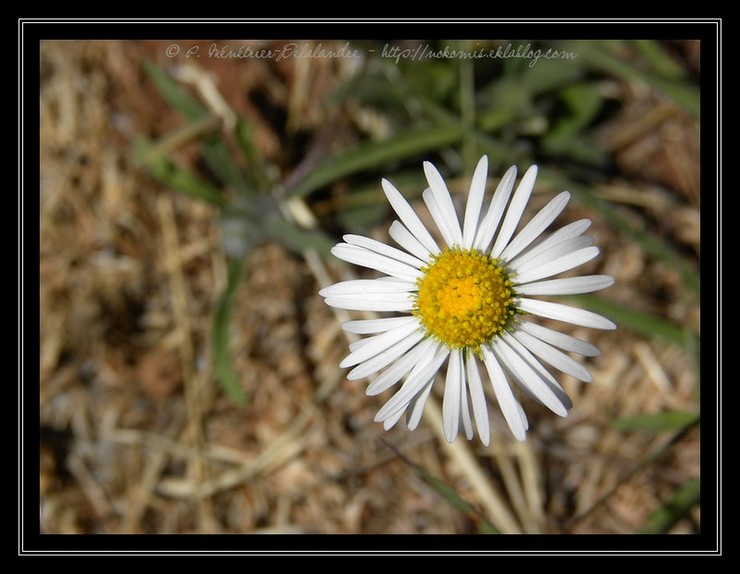 Fleurs soleils...