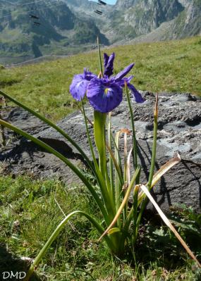 Iris latifolia - iris des Pyrénées