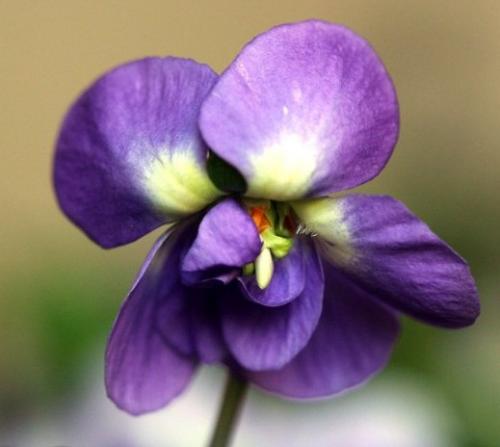 Fleurs cultivées ; Violette de Parme