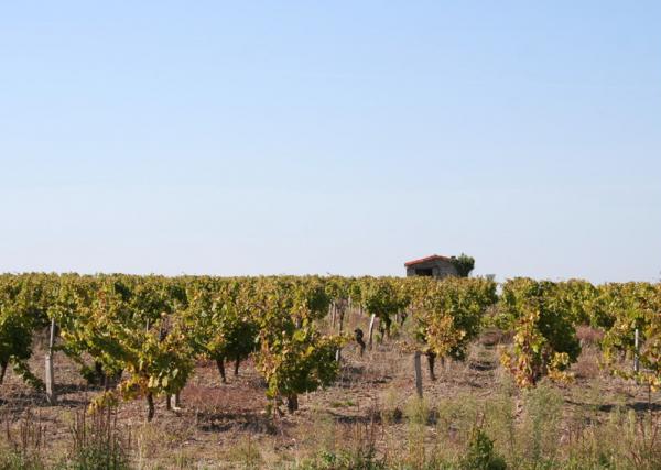 La vigne en Bretagne ... !!!