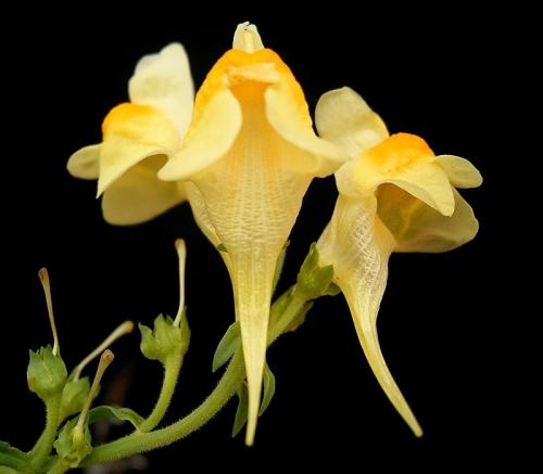 Fleurs cultivées : Linaires