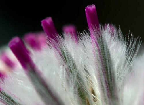 Fleurs cultivées : Ptilotus