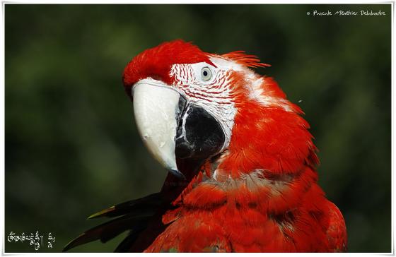 Ara chloroptère - Ara chloropterus - Red-and-green Macaw