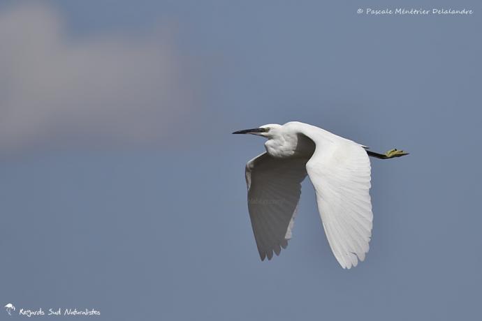 Aigrette garzette
