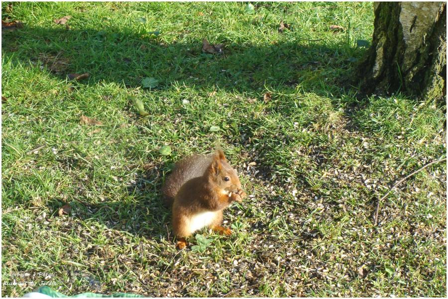 En compagnie des écureuils du jardin