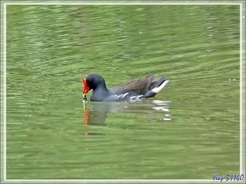 Retour vers l'hôtel avec rencontre, dans la forêt, d'un bizarre amphibien apode : un Gymnophiona, appelé Cécilie (Hypogeophis rostratus) - Ile Silhouette - Seychelles
