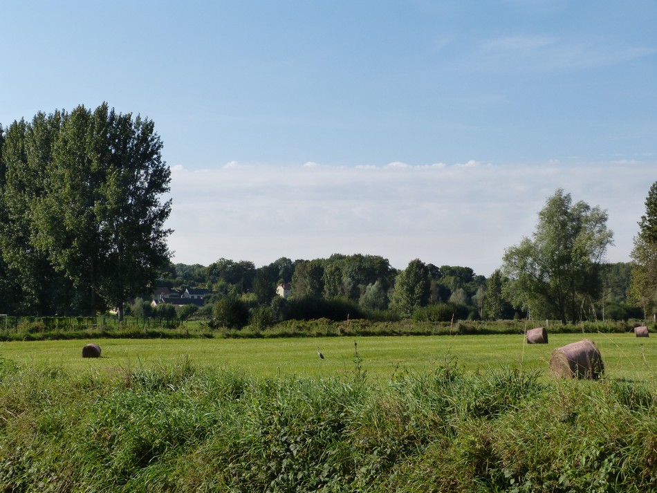 Hier les canards, aujourd'hui ...