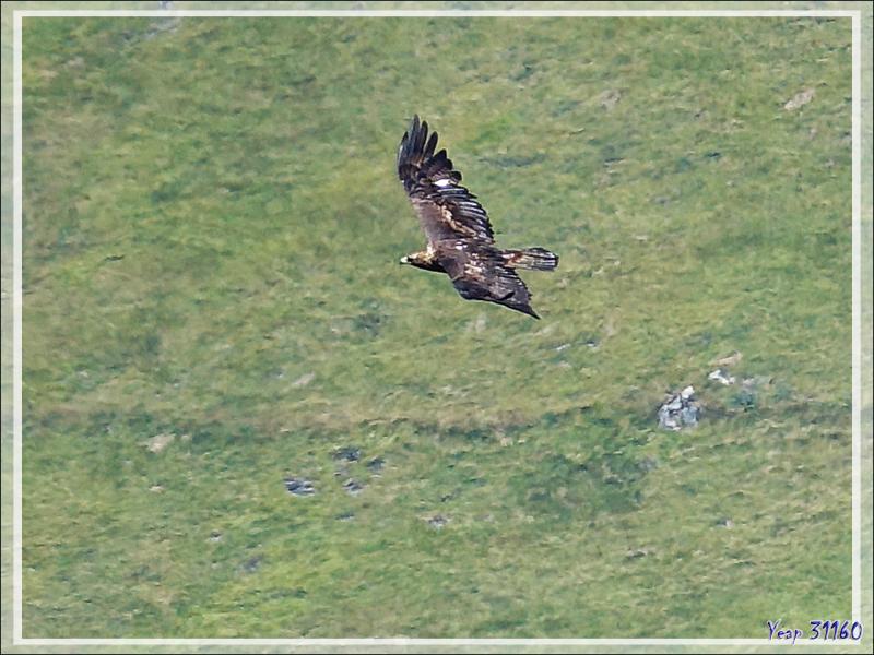 Aigle royaux, Golden Eagles (Aquila chrysaetos) vus du  Mail de l'Aigle - Artigue - 31
