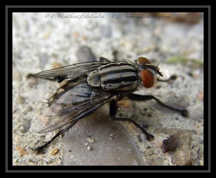 Madame Mouche m'a offert sa séance de toilettage