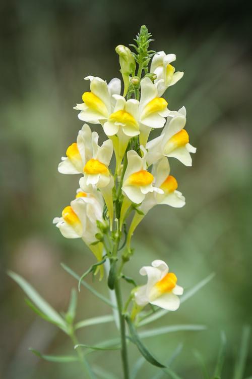 Fleurs cultivées : Linaires