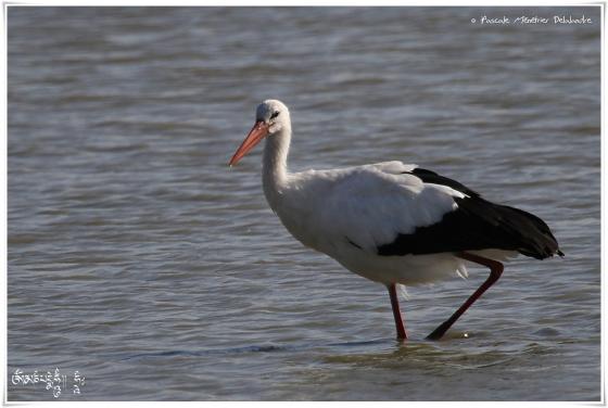 Cigogne blanche 