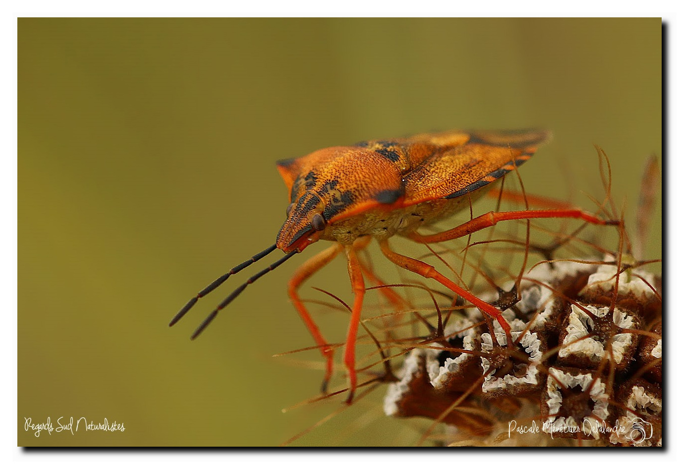 Carpocoris mediterraneus (Pentatome méridional)