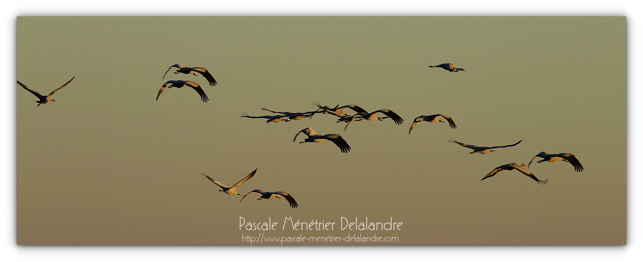 Arrivée des Grues cendrées