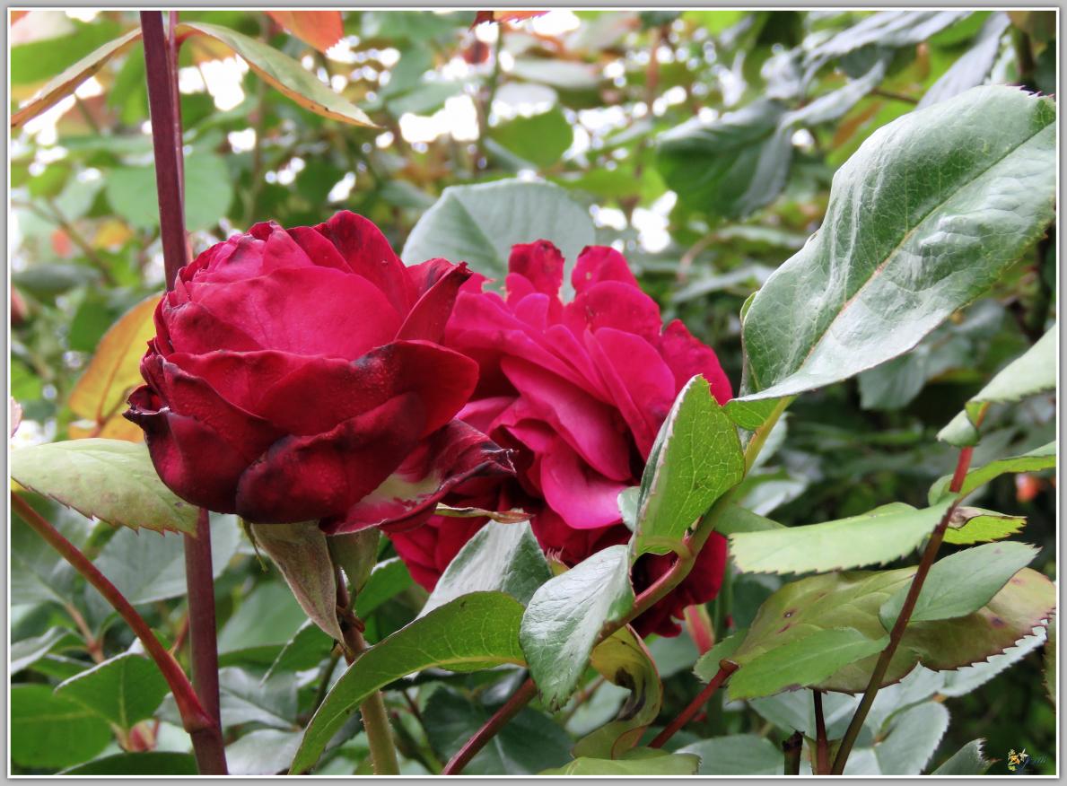  LE  COIN  DES  ROSES 2024