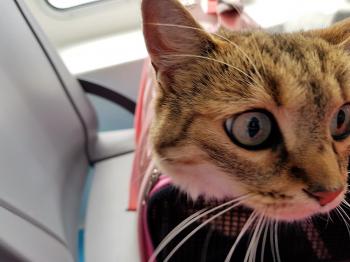 Quya part en voyage à l'ïle de Batz