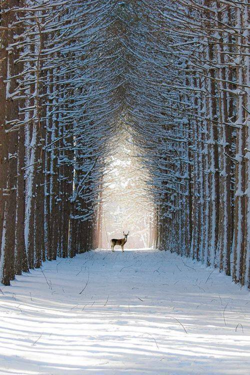 Beauté de l'hiver