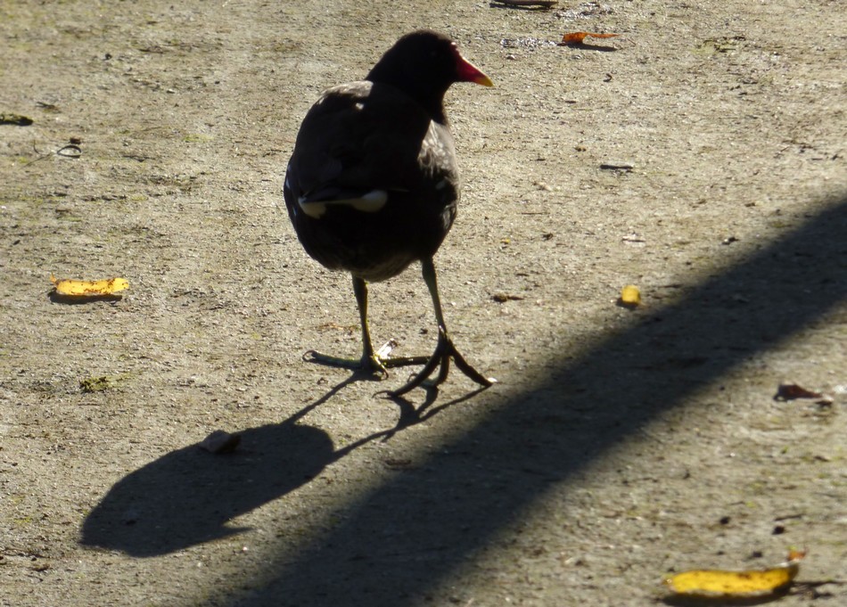 Irrésistiblement, elle m'appelle
