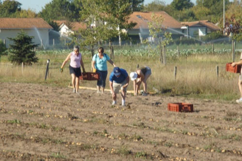 ramassage de pommes de terre chez Fanny et Adrien