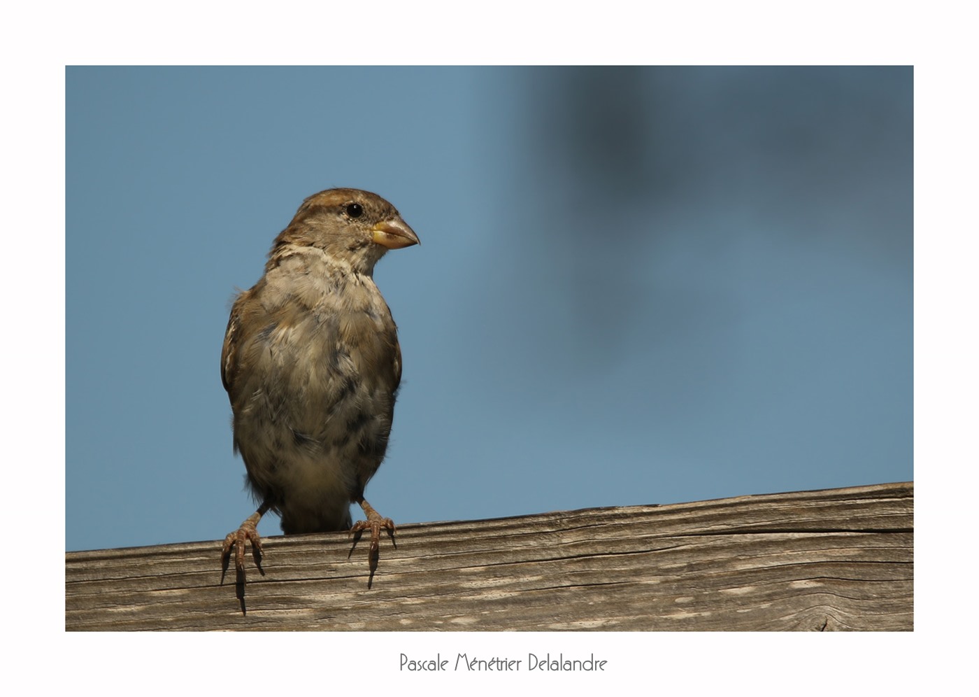 Moineau domestique ♀ juv.