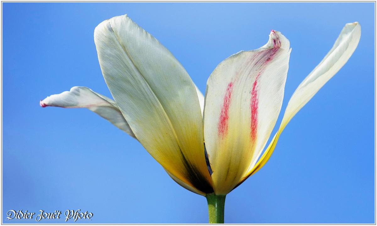 Tulipe (1) - Tulipa