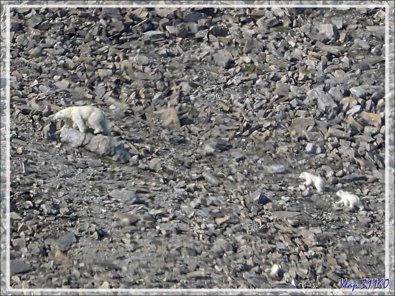 Nous apercevons, loin dans la rocaille, une ourse avec deux oursons de l'année - Croker Bay - Devon Island - Nunavut - Canada