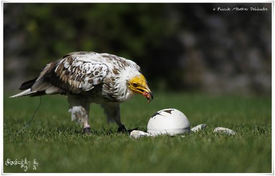 Vautour percnoptère - Neophron percnopterus - Egyptian Vulture