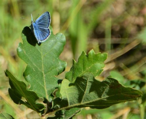 Visite du Colorado Provençal à Rustrel