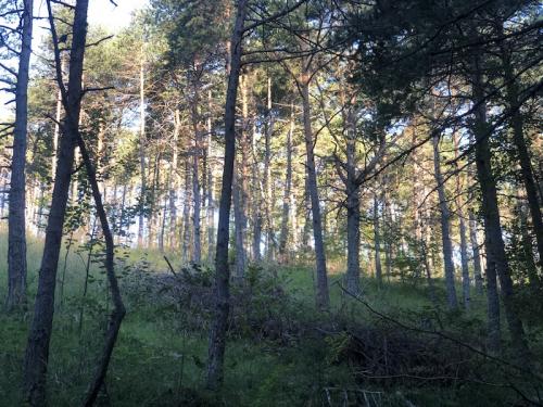 Bois Le Prêtre (Montclar)