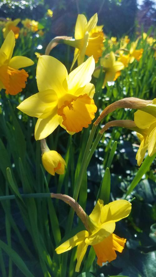 L'attente maternelle