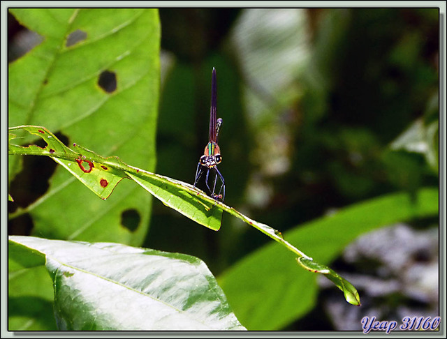 Blog de images-du-pays-des-ours : Images du Pays des Ours (et d'ailleurs ...), Mademoiselle Libellule - Puerto Viejo de Sarapiqui - Costa Rica