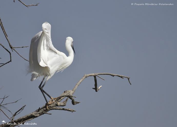 Aigrette garzette