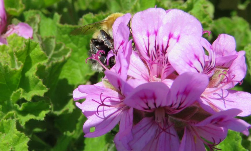 un géranium et une bébète