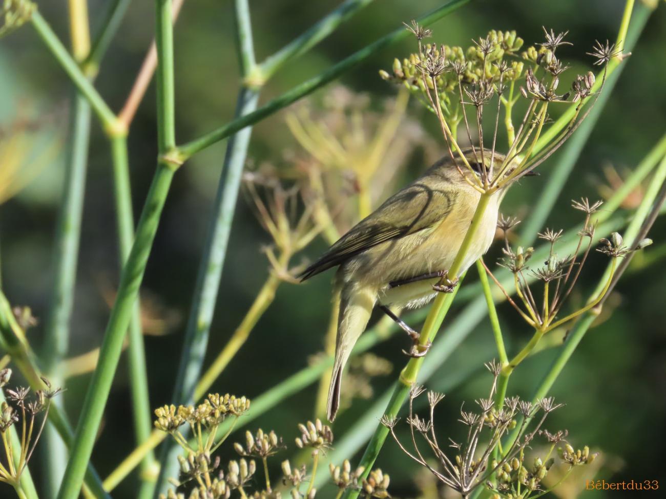 un oiseau dans le jardin 
