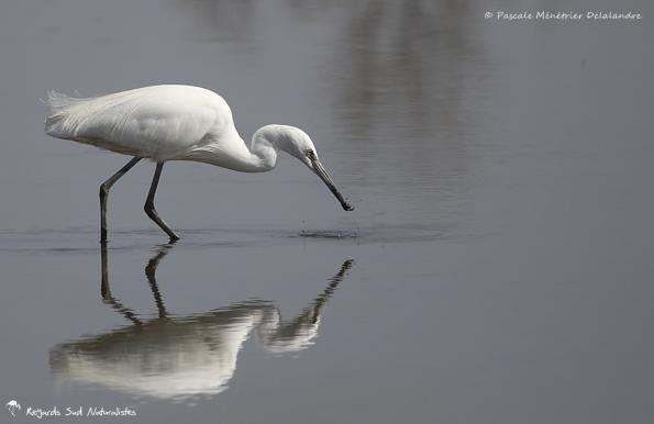Aigrette garzette