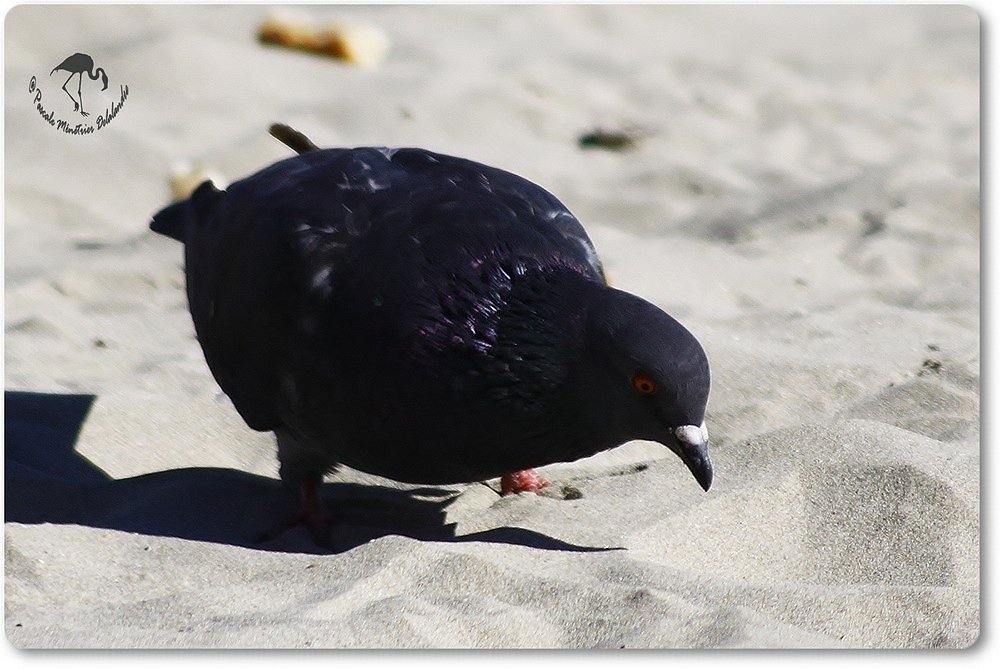 Pigeon Biset...