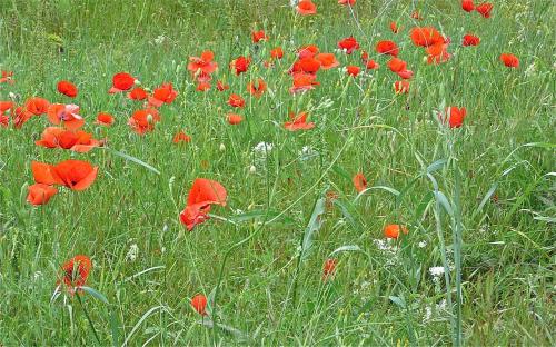 Coquelicots :