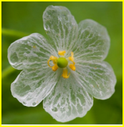 Fleurs Rares.