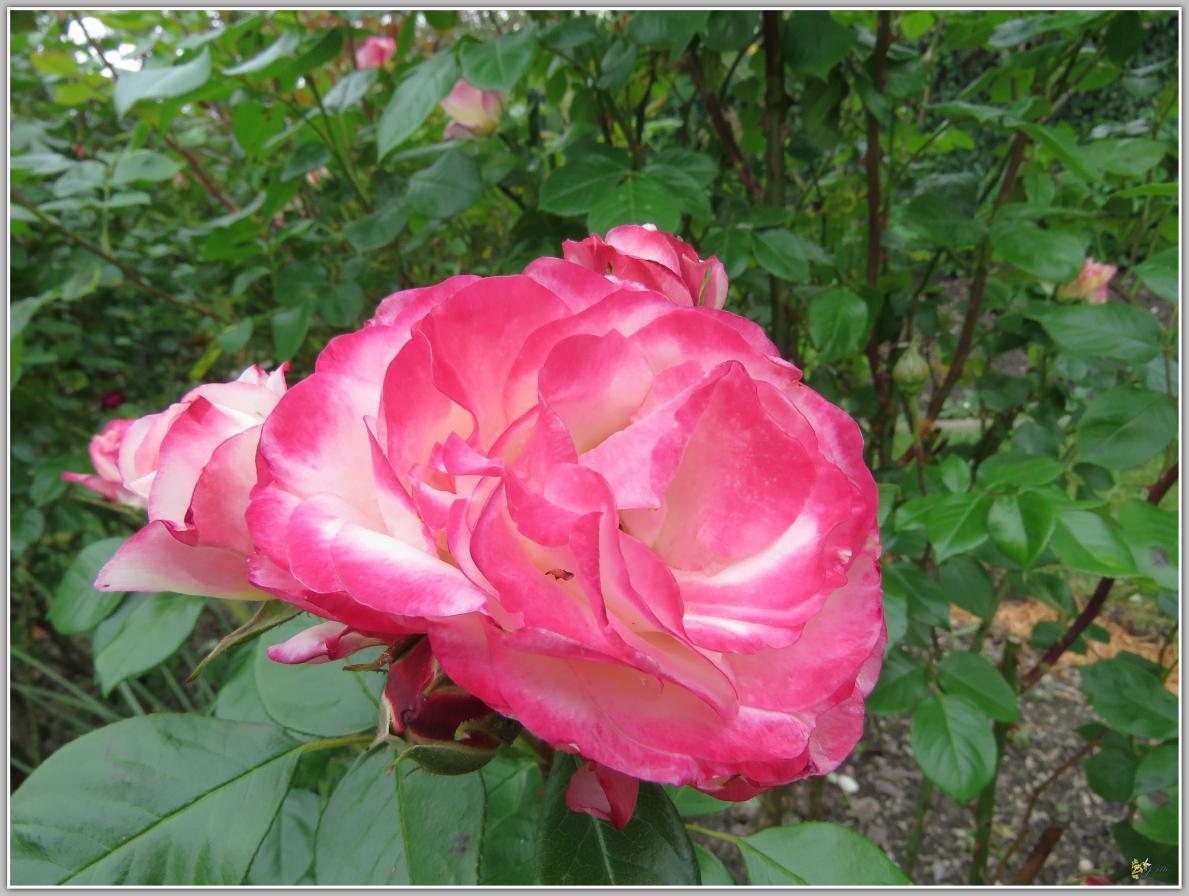 LE  COIN  DES  ROSES 2024