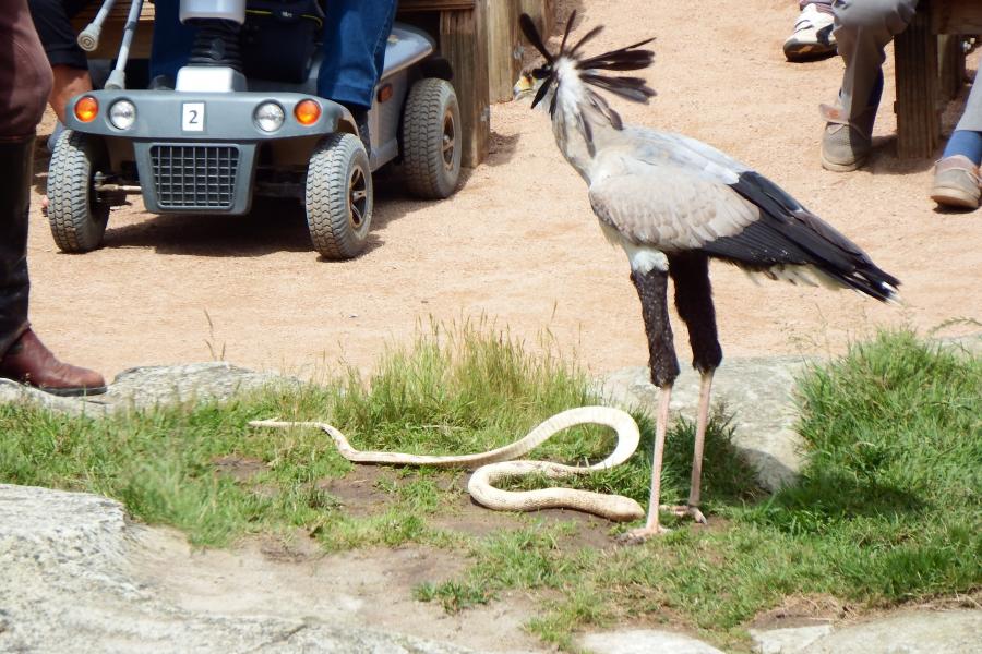 le puy du fou 2013 (2)