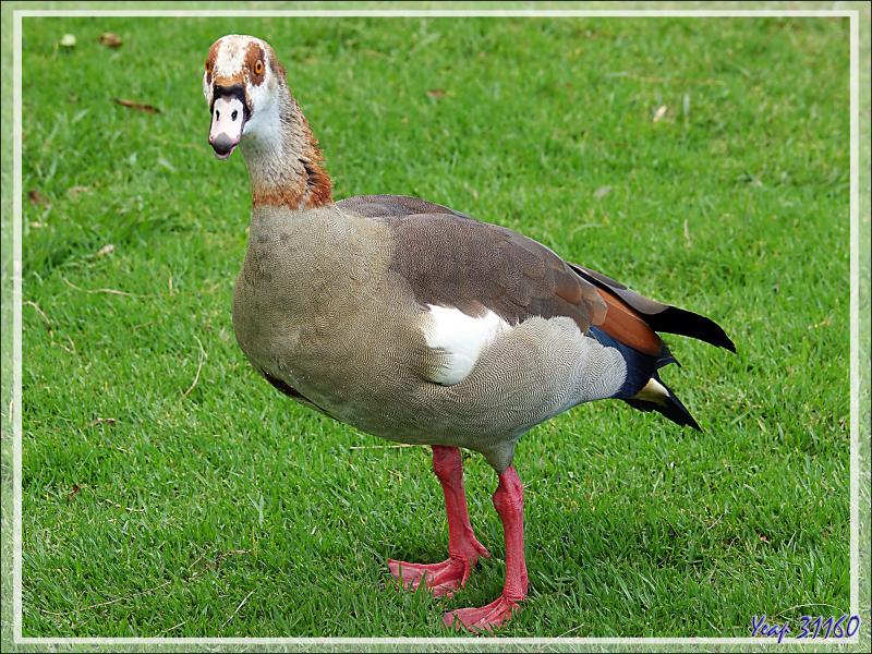 Ouette d'Égypte, Egyptian Goose (Alopochen aegyptiaca) - Jardin de Kirstenbosch - Cape Town - Afrique du Sud