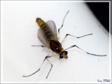 Naissance d'un minuscule diptère sous mes yeux - Lartigau - Milhas - 31