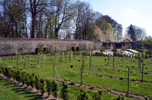Visite du verger du Château de Montigny-sur-Aube