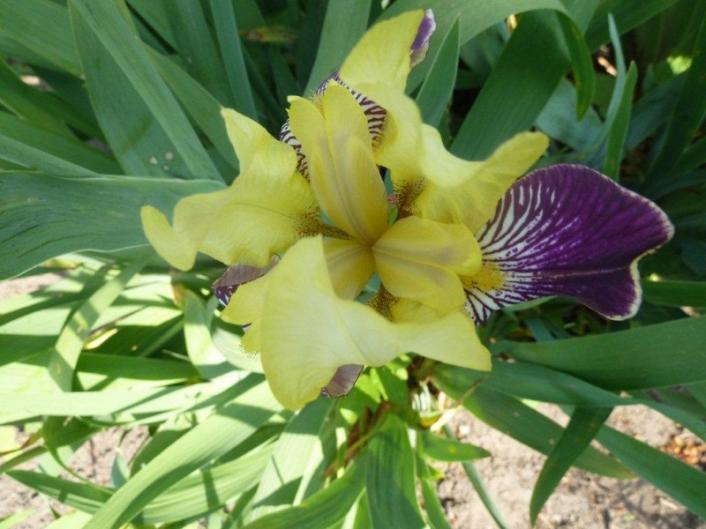 l'iris 