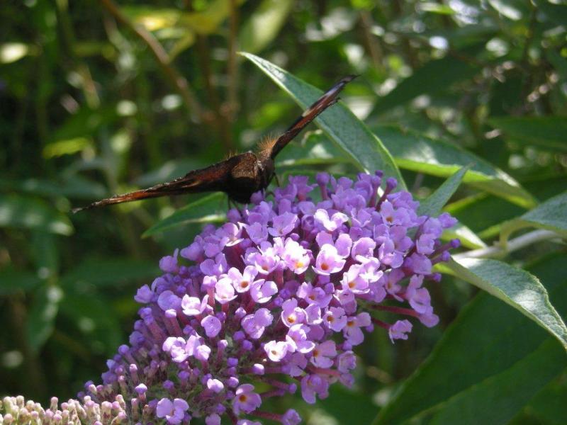 Papillons