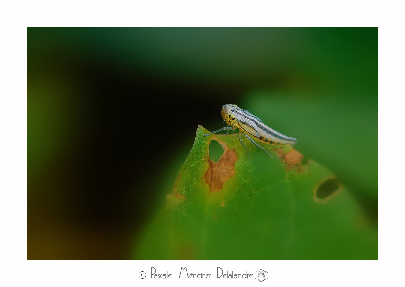 Cicadelle verte (Empoasca vitis)