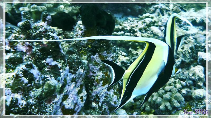 Idole des Maures ou Pavillon cocher ou Zancle cornu, Moorish Idol (Zanclus cornutus) - Passe Tumakohua - Fakarava sud - Tuamotu - Polynésie française
