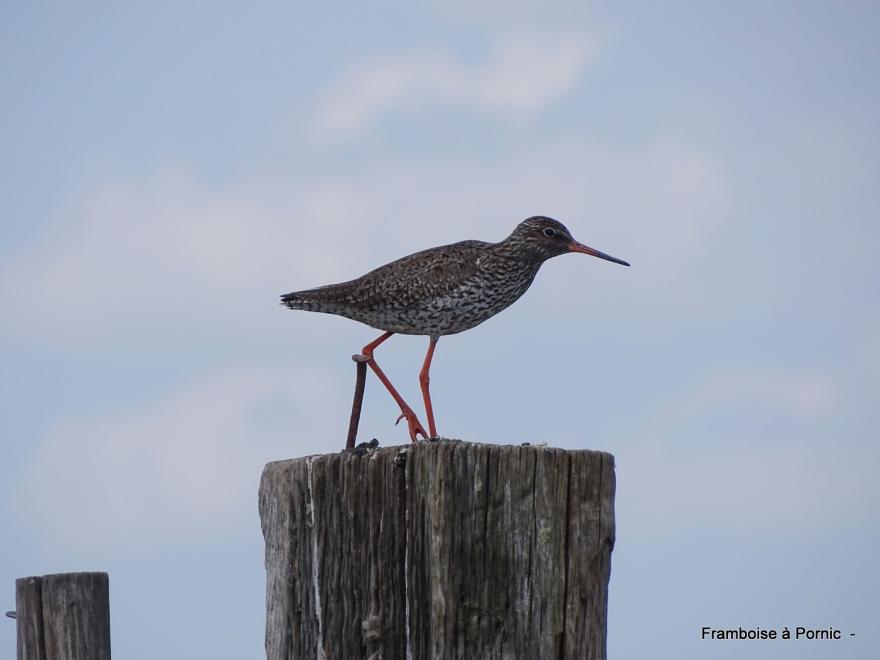 oiseaux dans le marais breton - mai 2022