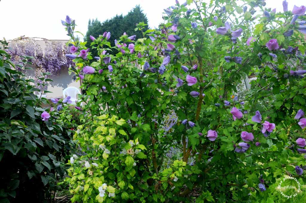 Mon jardin (4)