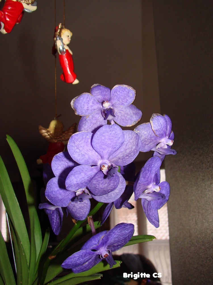 Wanda Vanda, l'orchidée... - Une bonne nouvelle par jour...